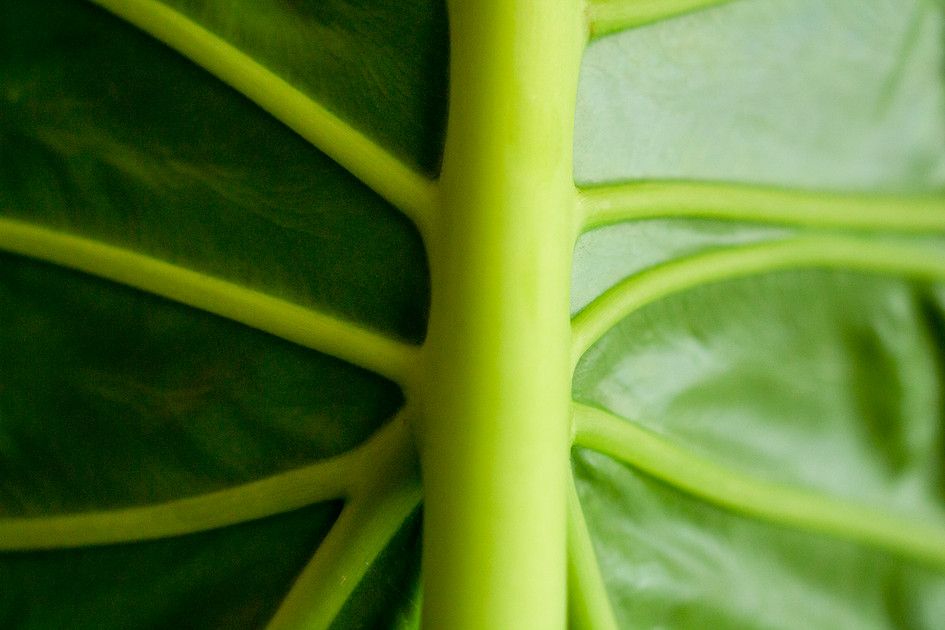 Natural Enemies at the International Aroid Society Tropical Plant Expo