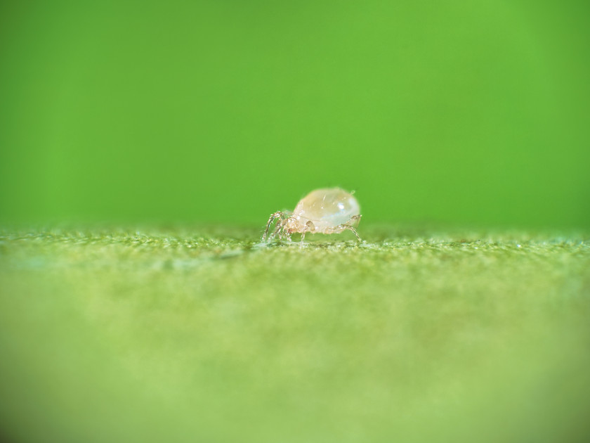 Swirski‑Mite - Thrips & Whitefly Control for Warm Environments
