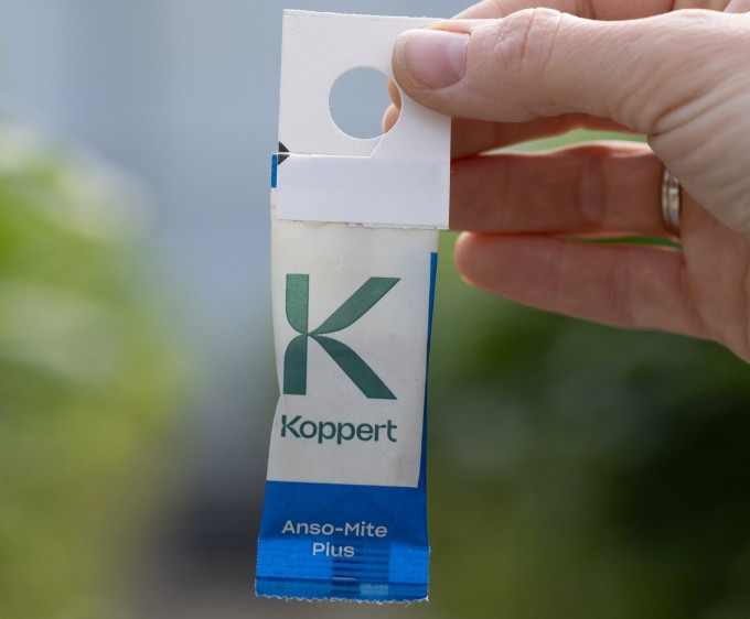 Anso-Mite Plus (Amblyseius andersoni) — Cold-Tolerant Predatory Mite Sachets