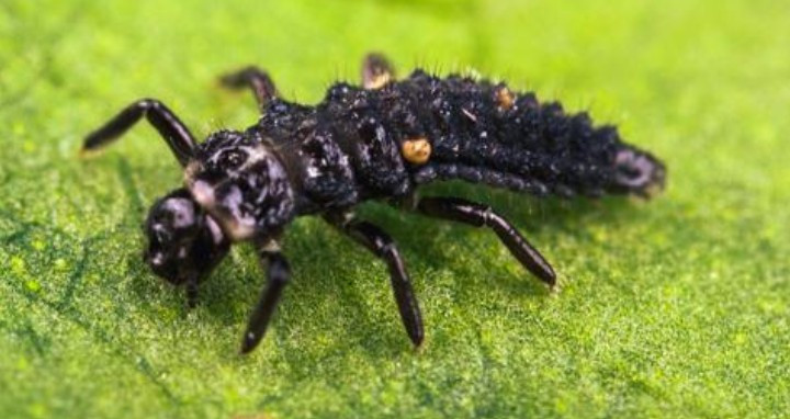 Aphidalia (Adalia bipunctata) — Targeted Aphid Control with Ladybug Larvae