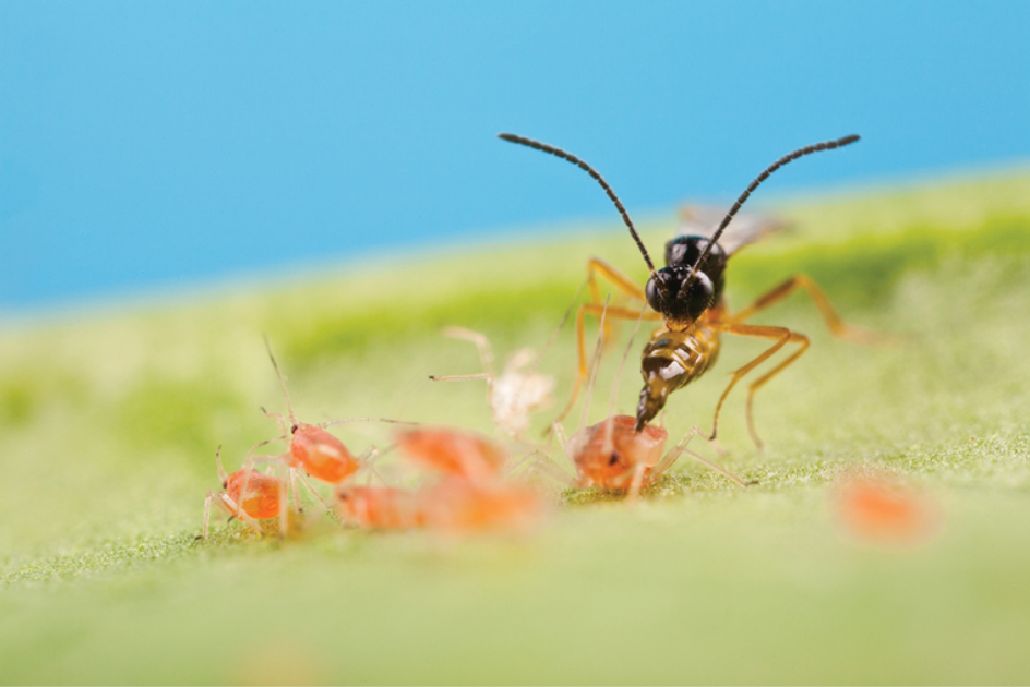 Redefining IPM: Improving Profit Margins