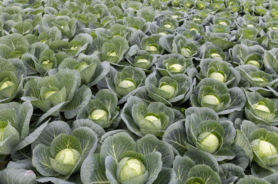 Aphids on Winter Greens