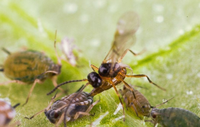Aphipar-M (Aphidius matricariae) — Aphid Parasitoid Mummies