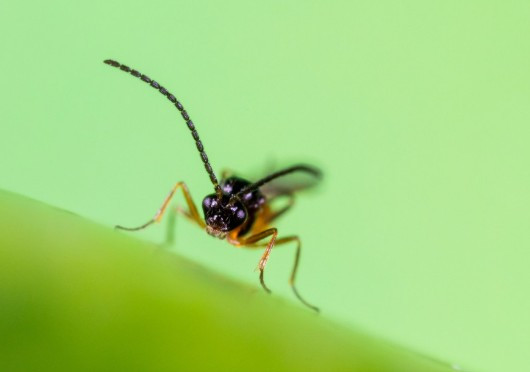 Aphipar (Aphidius colemani) — Aphid Parasitoid Mummies for Aphid Control