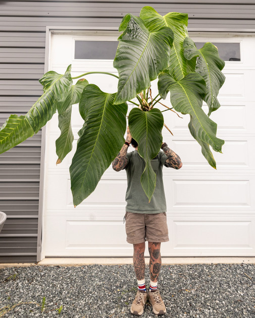 Half Greenhouse, Half Chaos Lab