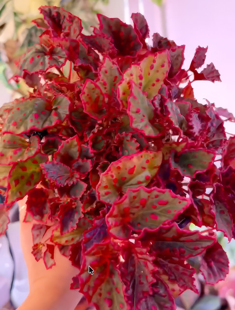 A Look Among Variegated Houseplants