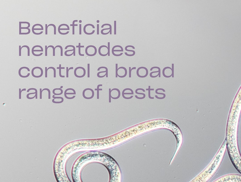 All About Beneficial Nematodes: When to Use Them and Why They Work