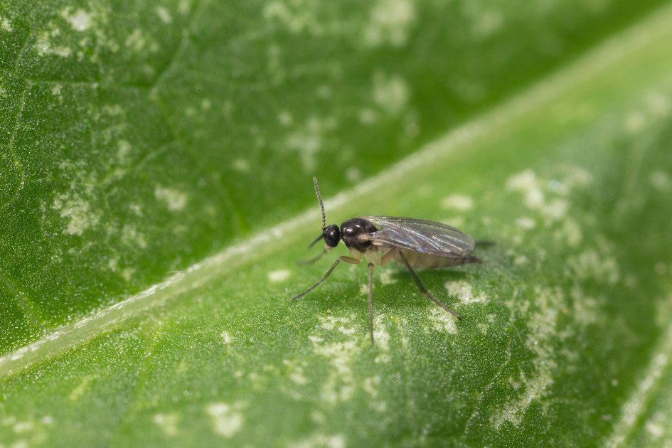 Solving Fungus Gnats