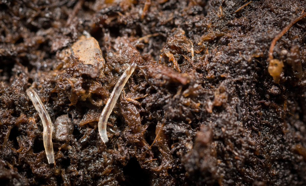 Learn More about Fungus Gnats