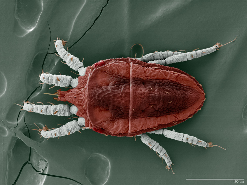 A Grower's Guide to Flat Mites