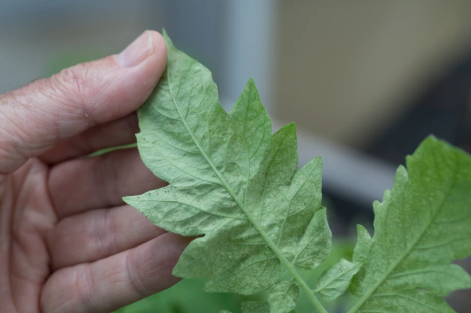  Bringing Houseplants Indoors? What to Watch For