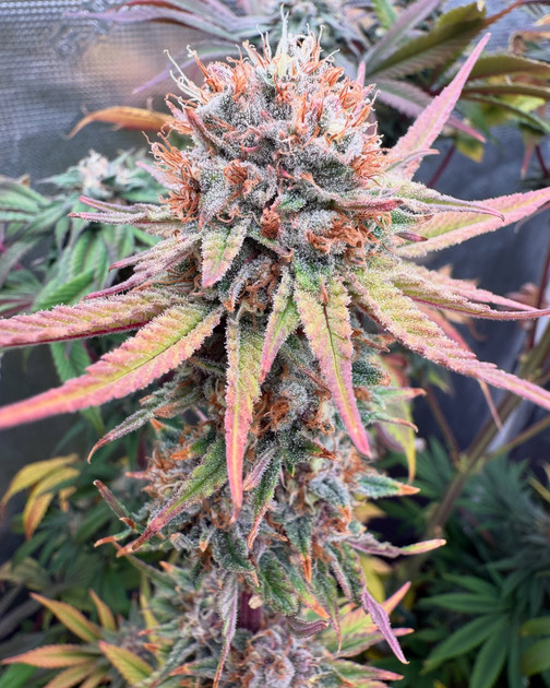 Revisiting Shaping Fire