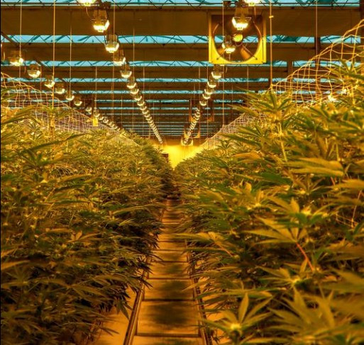 Why Spring Is the Most Dangerous Season for Hemp Russet Mites on Cannabis