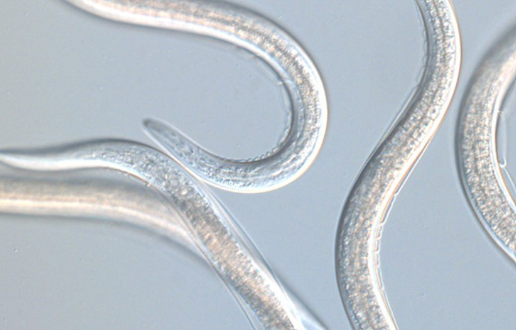 Capsanem (OMRI) — Steinernema carpocapsae