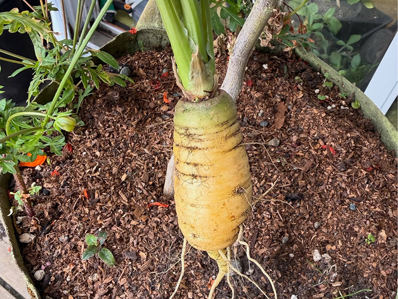 Good Enough to Eat