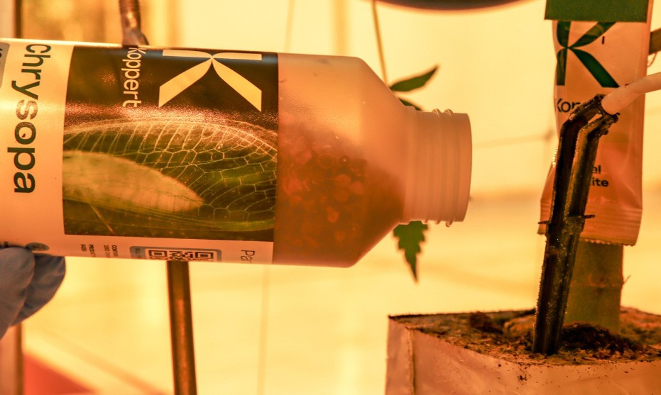 Chrysopa (Chrysoperla carnea) — Green Lacewing Larvae for Aphid & Mixed Pest Control