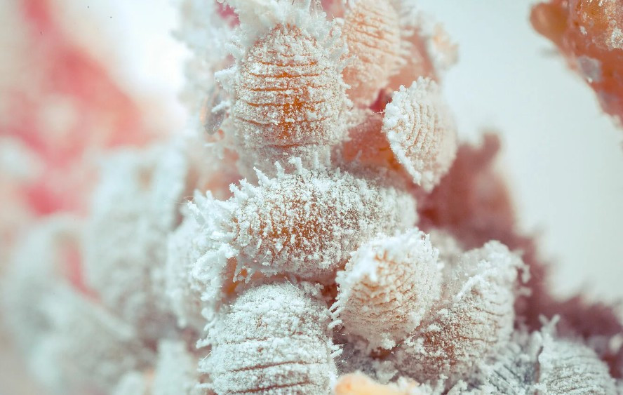 All About Citrus Mealybugs