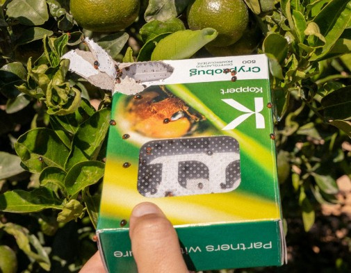 Cryptobug (Cryptolaemus montrouzieri) — Mealybug Destroyer Adults