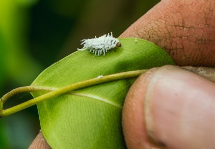 Cryptobug L (Cryptolaemus montrouzieri) — Mealybug Destroyer Larvae