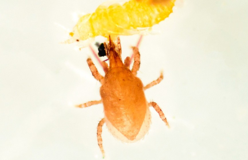 Entomite-M (Stratiolaelaps scimitus) — Soil-Dwelling Predator for Fungus Gnats & Thrips Pupae