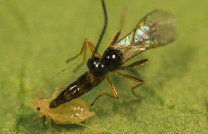 Ervipar (Aphidius ervi) — Predator of Large Aphids