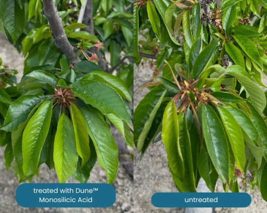 When More Fertilizer Is Not the Answer: Helping Plants Access the Nutrients They Already Have