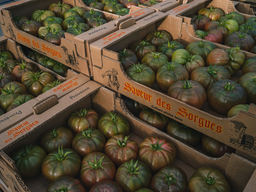 Tomato Pests That Can Wreck a Harvest and the Beneficial Solutions That Control Them