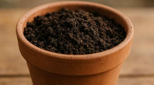 How to Stop Fungus Gnats Before They Start — Naturally