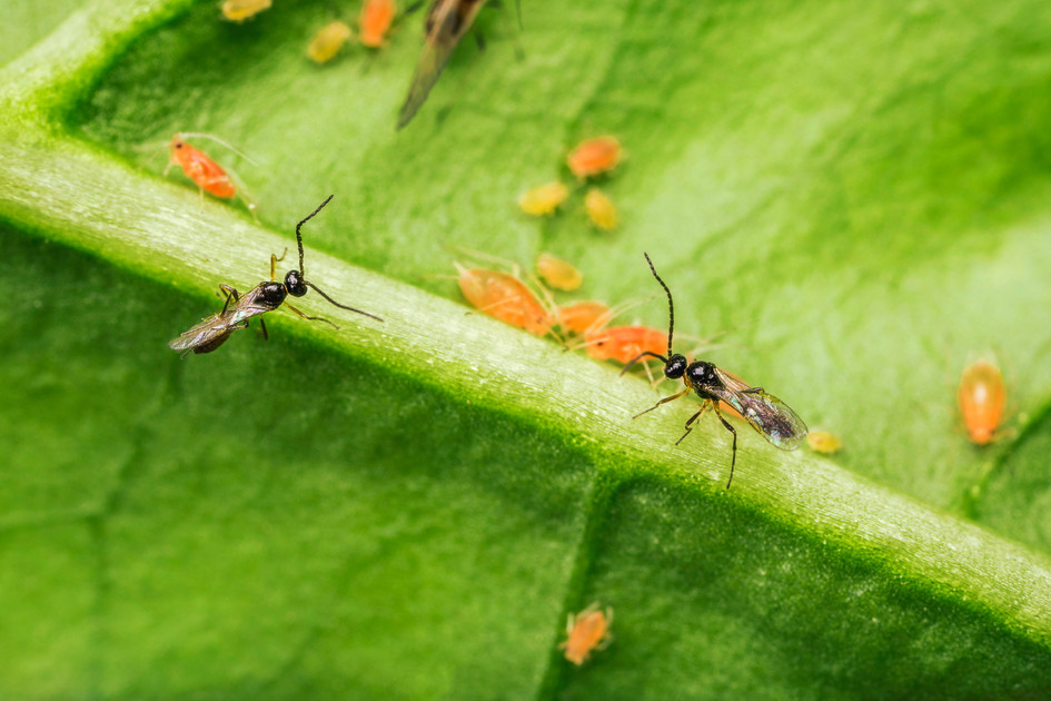 Green Peach Aphid (Myzus persicae): Quick ID and Biological Control