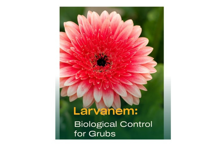 Using Larvanem® to Control Japanese Beetle Grubs