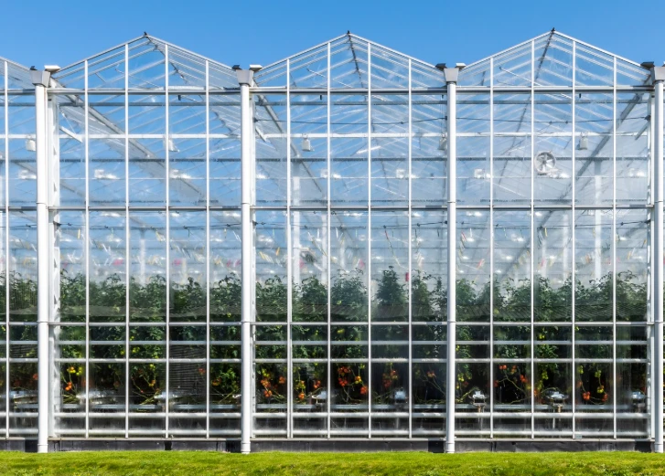 Late Summer Thrips and Whitefly Control