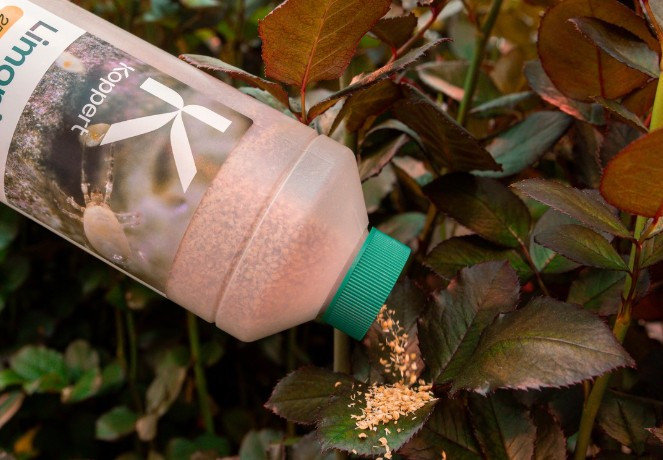 Limonica (Amblydromalus limonicus) — Predatory Mite for Thrips & Whiteflies