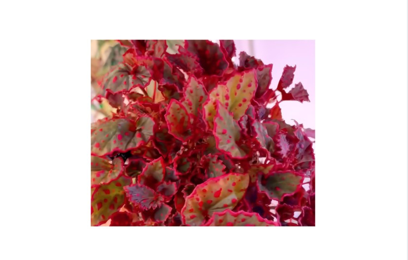 A Look Among Variegated Houseplants