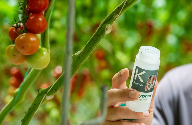 Miglyphus (Diglyphus isaea) — Targeted Leaf Miner Control