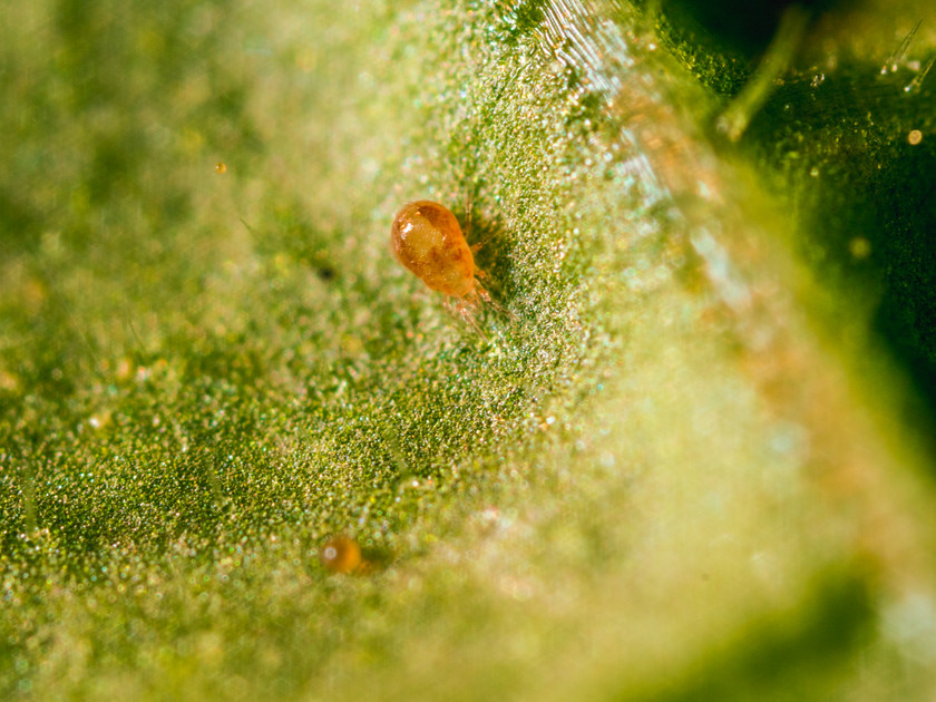 Spical - Versatile Defense Against Mites