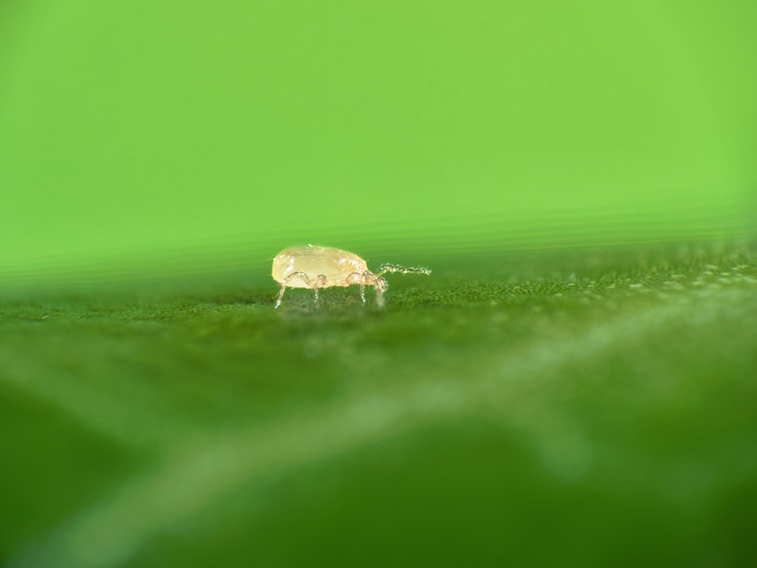 Thripex — Thrips & Problem Mite Control for Cooler Environments