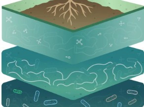 One Bottle, Many Benefits: What Makes Continuµm Different for Home Growers