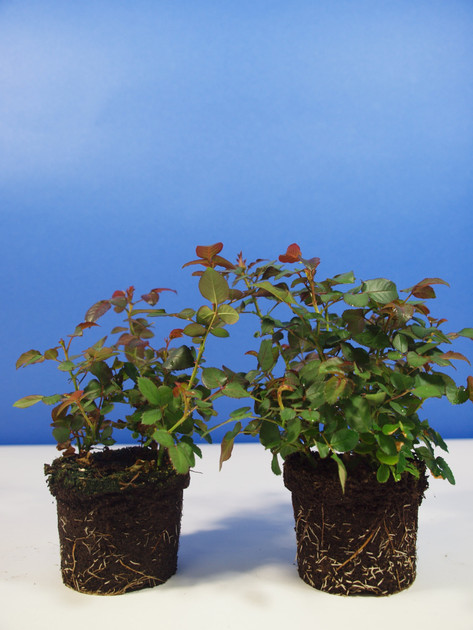 The Hidden Life of Houseplant Soil: A Guide to Microbes, Mites & Moisture Balance