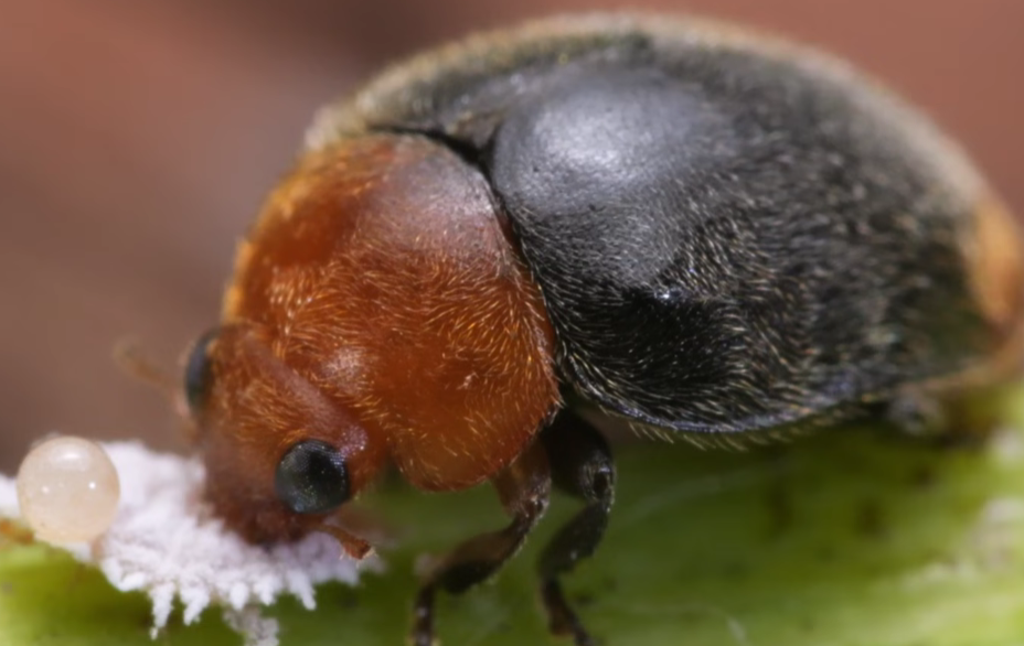 Cryptobug Featured on PBS!