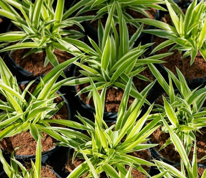 How to Manage and Identify Soil Mites & Other Problems