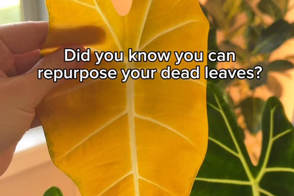 Hope For The Harried Houseplant Caregiver