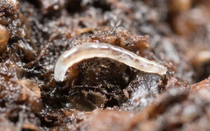 Fungus Gnat Larvae: "What's Eating My Roots?" Soil-Stage Identification and Control