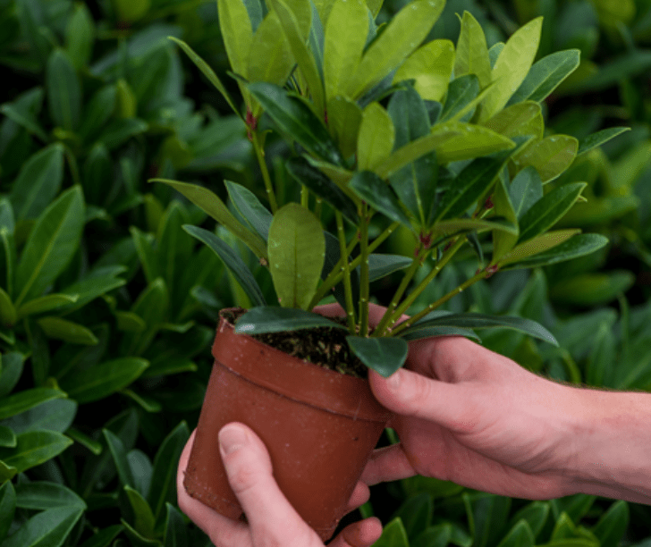 An Introduction to Natural Pest Control for Houseplants
