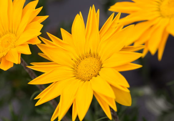 Myth Buster: Summer Heat Makes Biological Control Ineffective