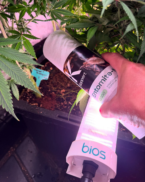 Catching Up with Shaping Fire