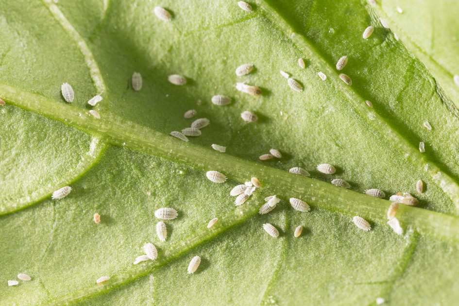 What are Mealybugs?