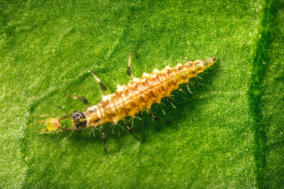 Solving Aphids