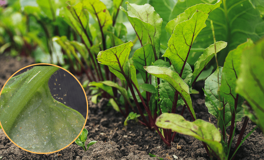 How to Solve Spider Mites in Outdoor Vegetables