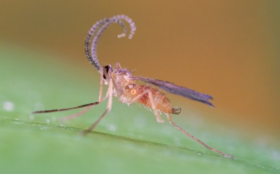 Spidend (Feltiella acarisuga) — Gall Midge Pupae