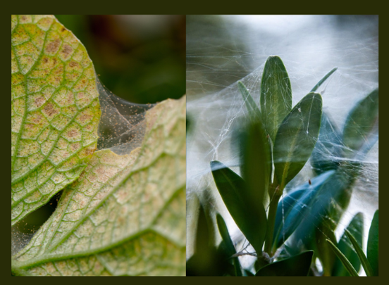 Spider Mite Webbing vs. Spider Webs: How to Tell What Is on Your Plants